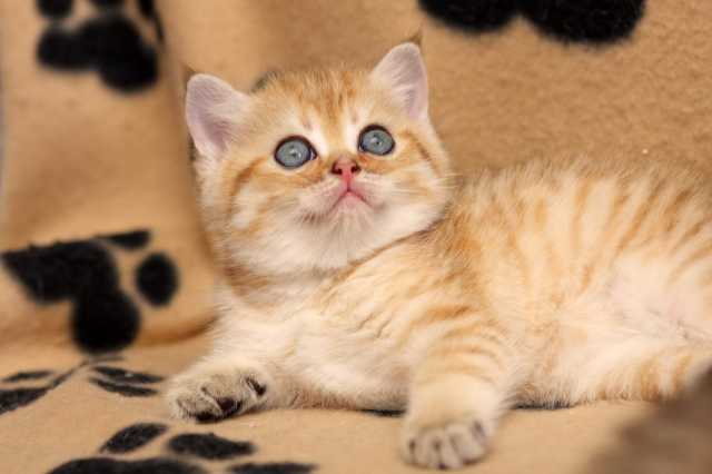 ���������� ����� Uesley Gentle SunRay