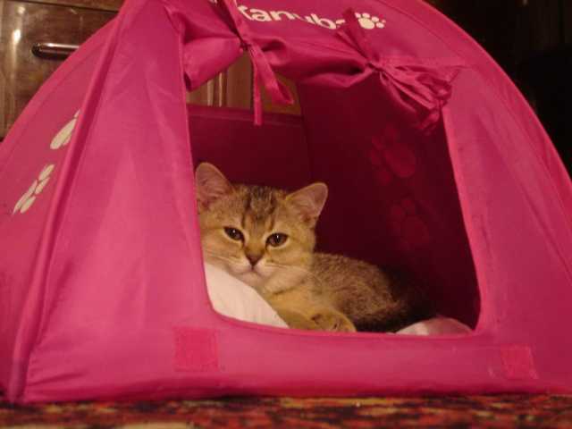 ���� Home, sweet home...