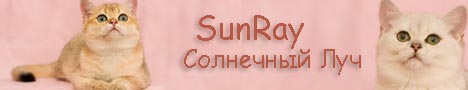 Питомник британских короткошерстных кошек классических и редких окрасов SunRay