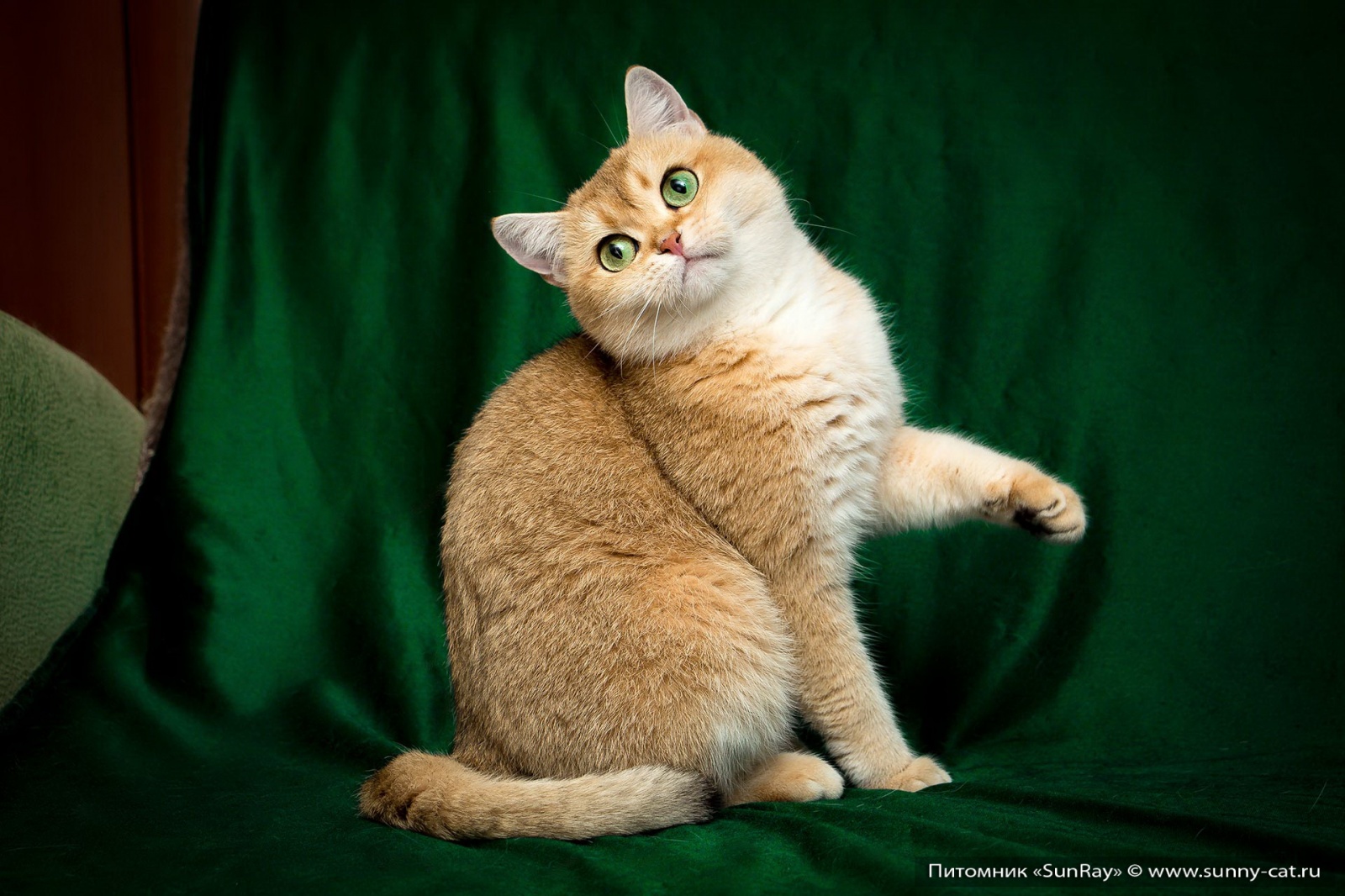 Black Golden Ticked British Shorthair Cat 81021+ Nama
