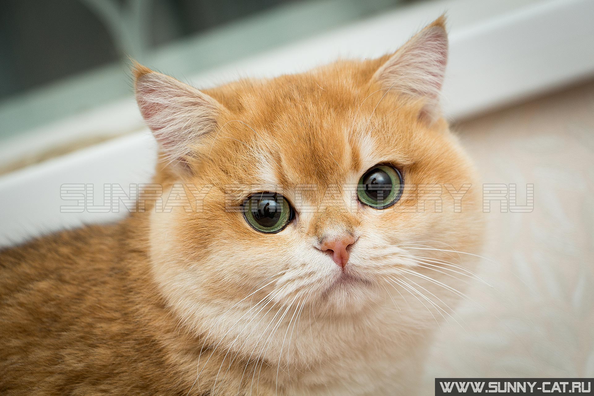 British shorthair cat Gvendy Nobily 