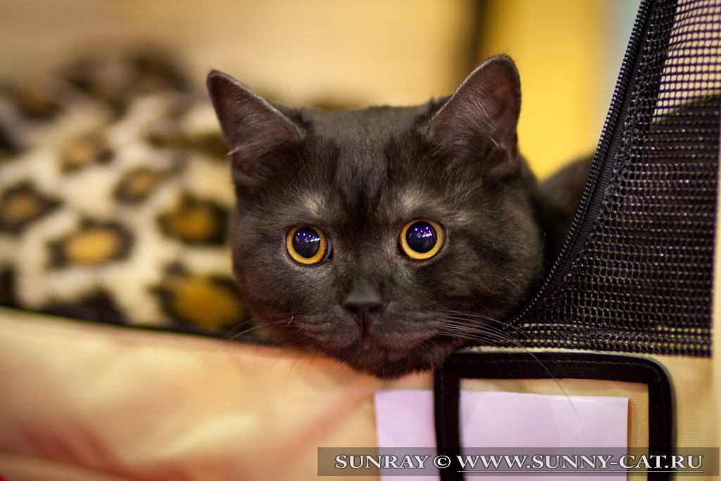 фото котёнок британец чёрный