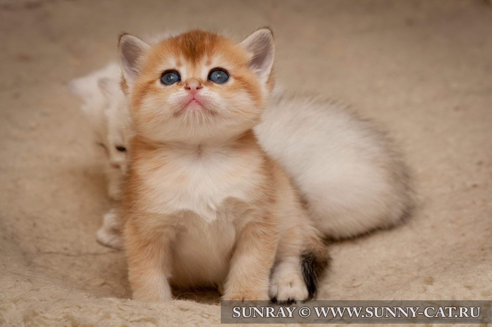 Кошка британская короткошерстная (британка) черная золотая тикированная ...