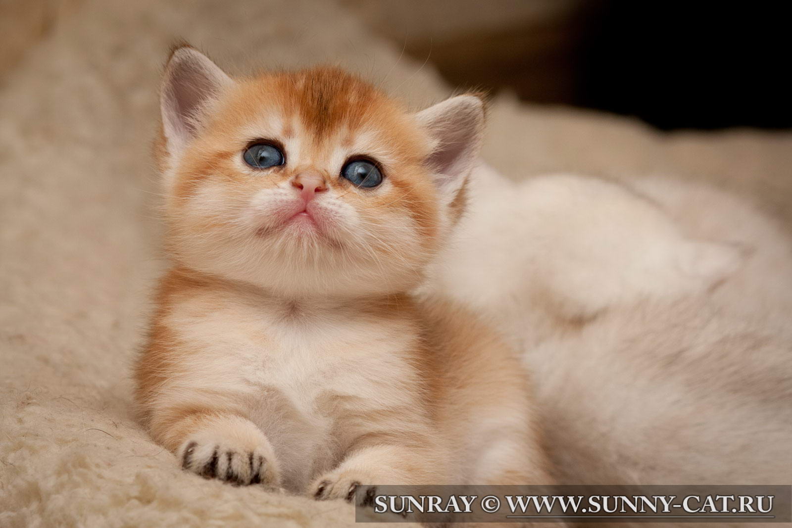 Кошка британская короткошерстная (британка) черная золотая тикированная ...