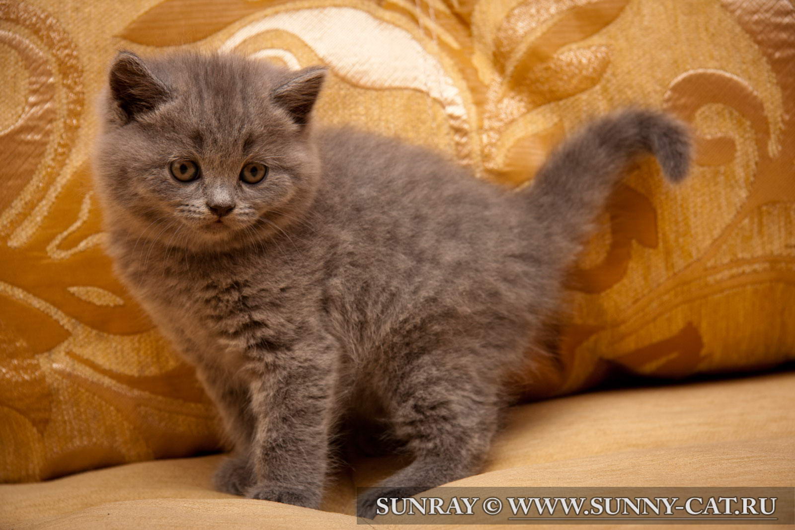 Британский короткошерстный котенок Dastun SunRay #352 - SunRay