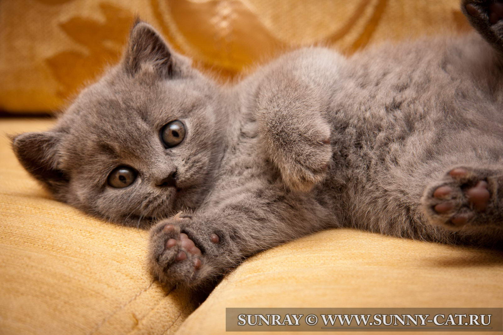 http://www.sunny-cat.ru/datas/users/1-britanskij_kotenok_dominic_sunray_013.jpg