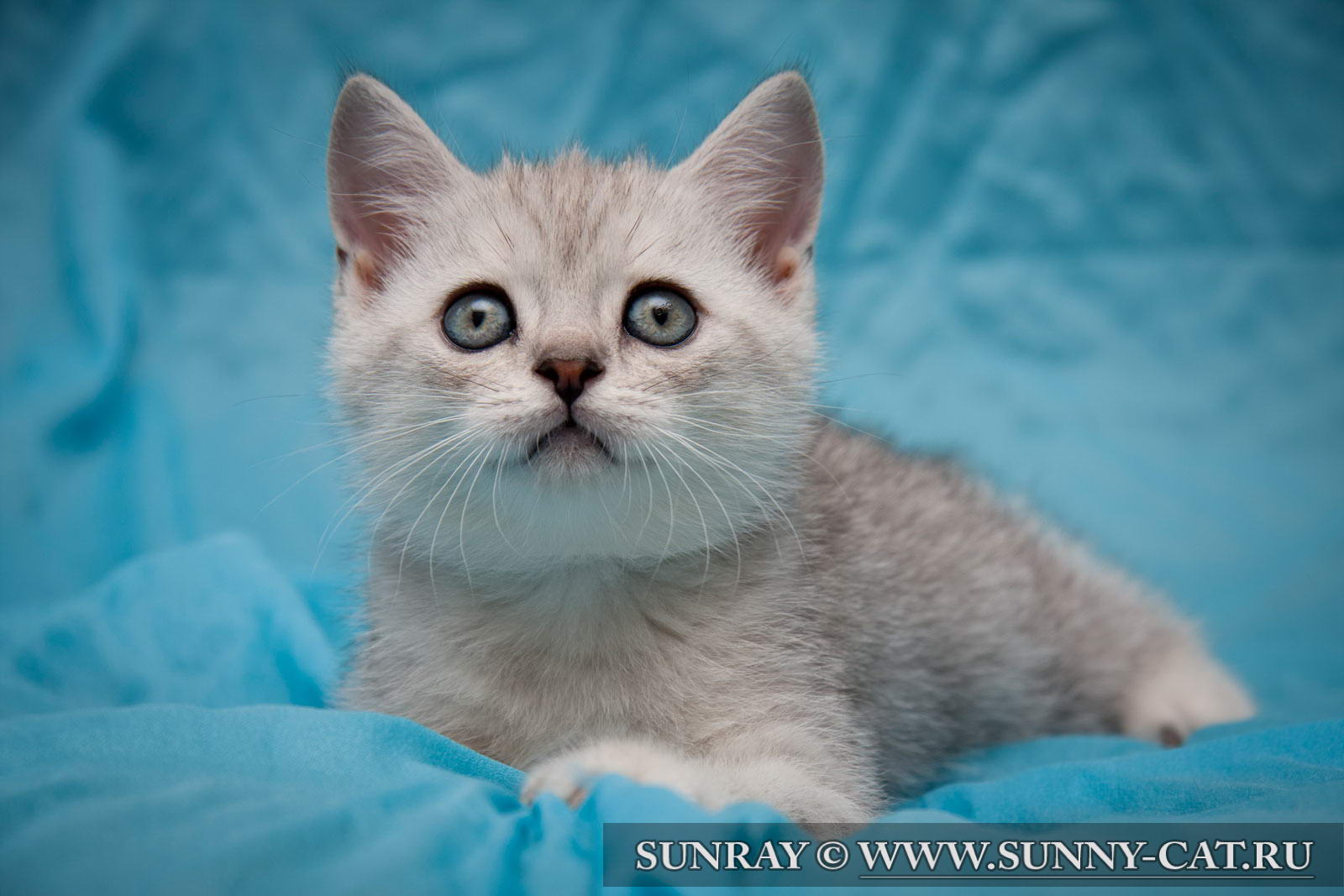 Котенок мальчик британский короткошерстный (британец) черный ...