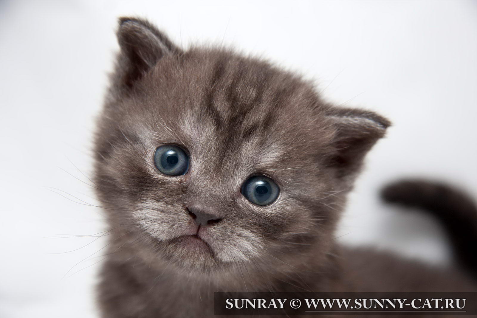 Kitten Boy British Shorthair Black Smoke Hanibal Moon Photo Of