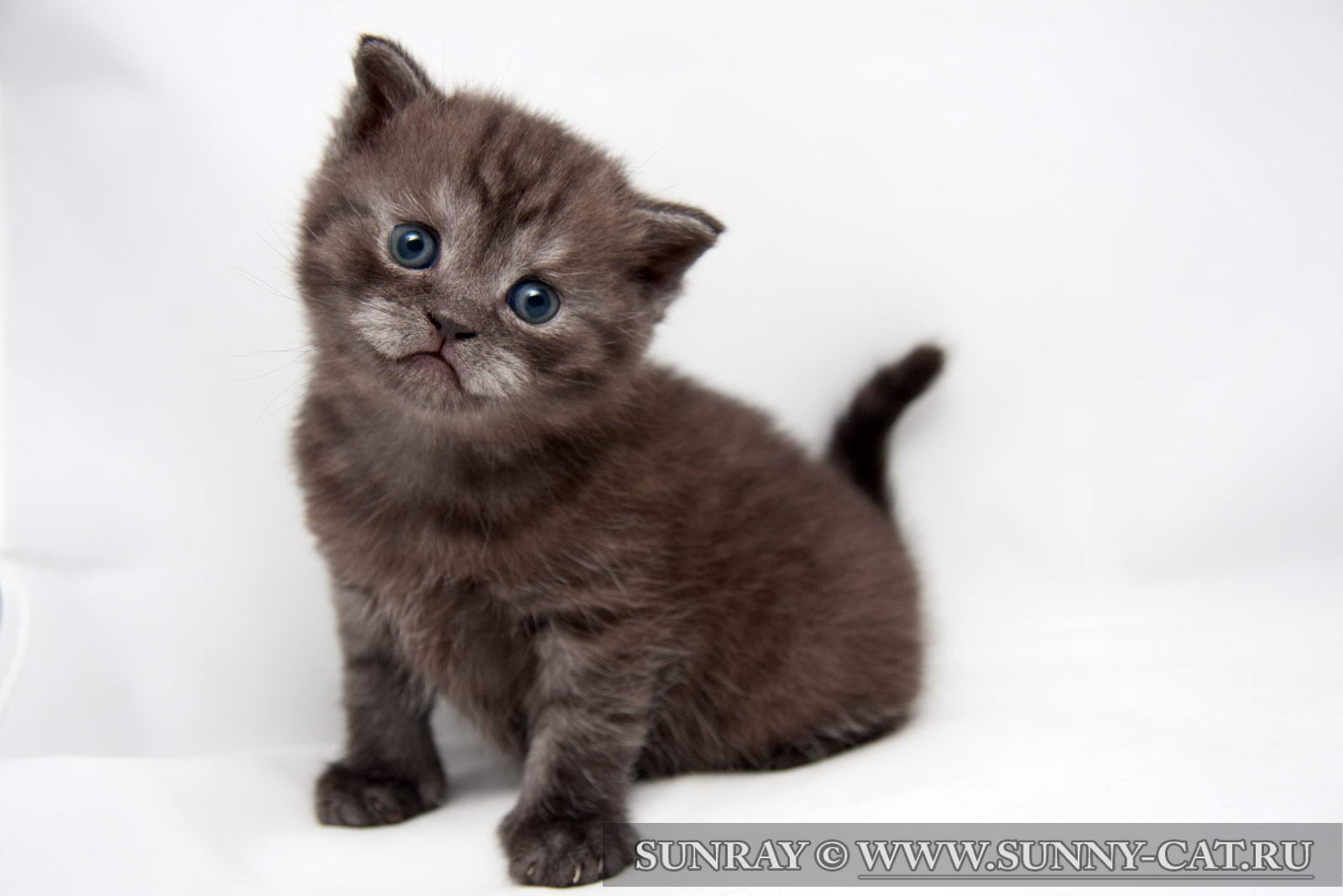 Kitten Boy British Shorthair Black Smoke Hanibal Moon Photo Of