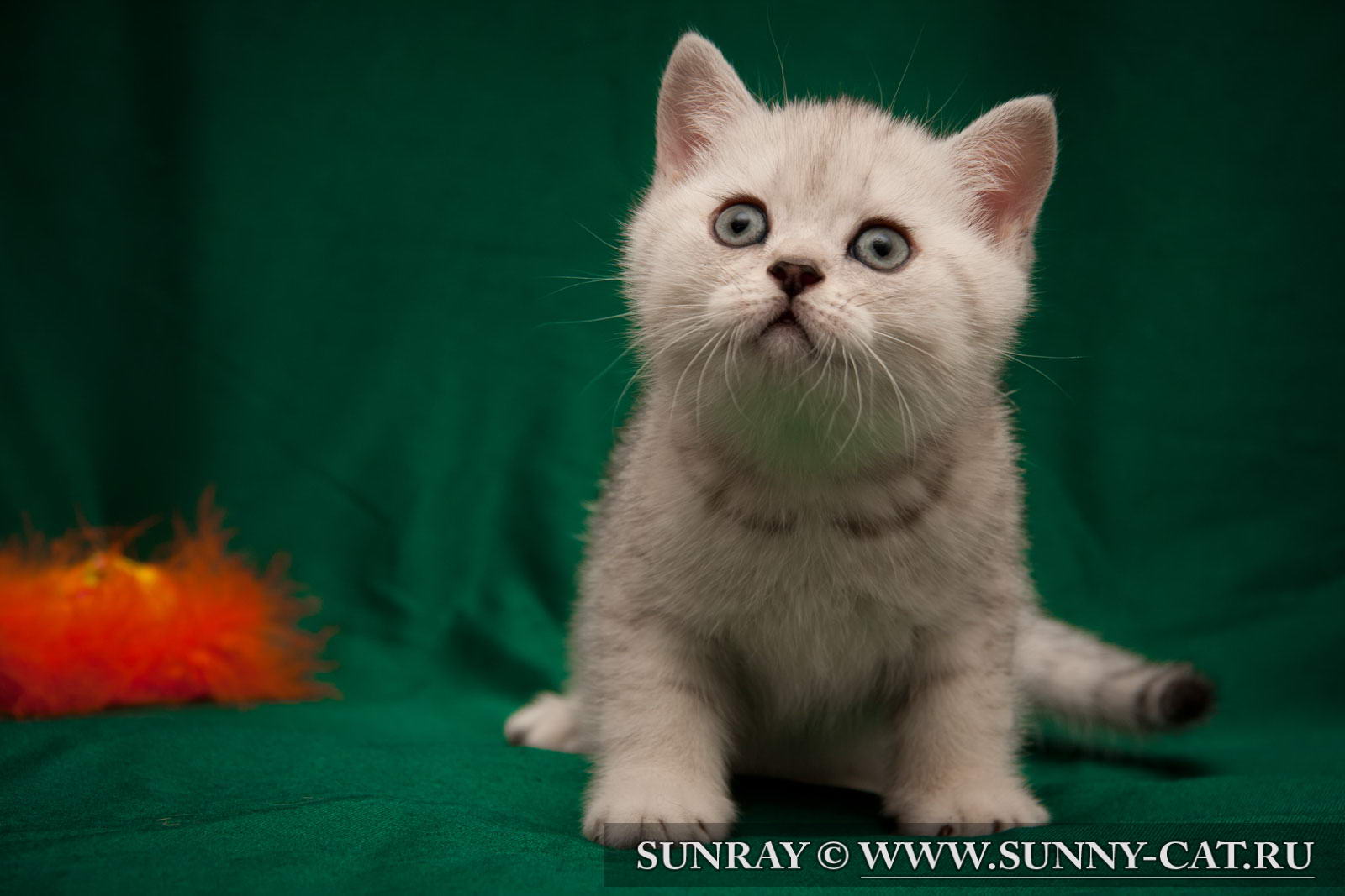 Котенок мальчик британский короткошерстный (британец) черный ...