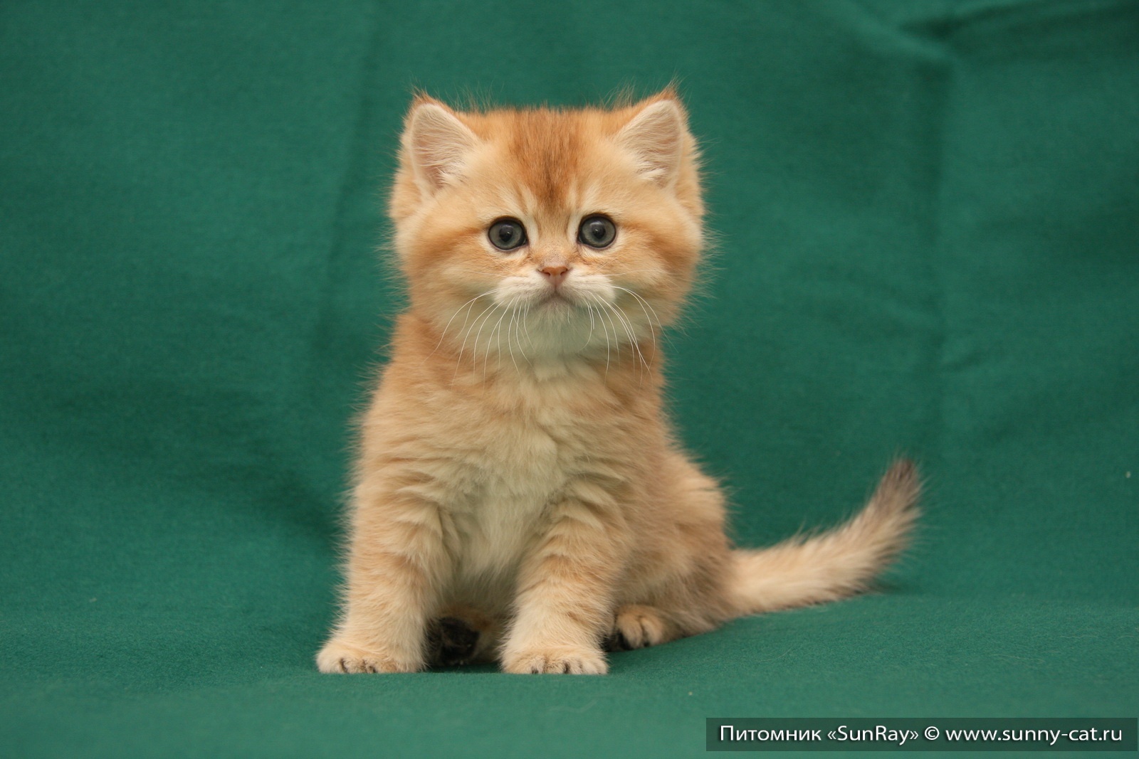Kitten Boy British Shorthair Black Golden Shaded Larkin Photo Of