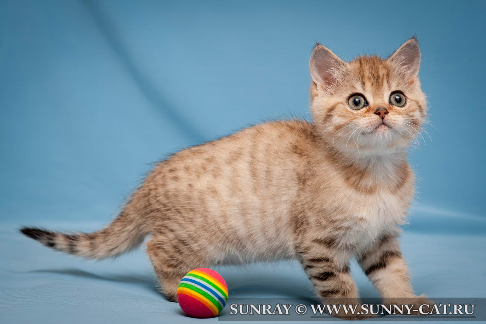 Котенок мальчик британский короткошерстный (британец) черный золотой ...