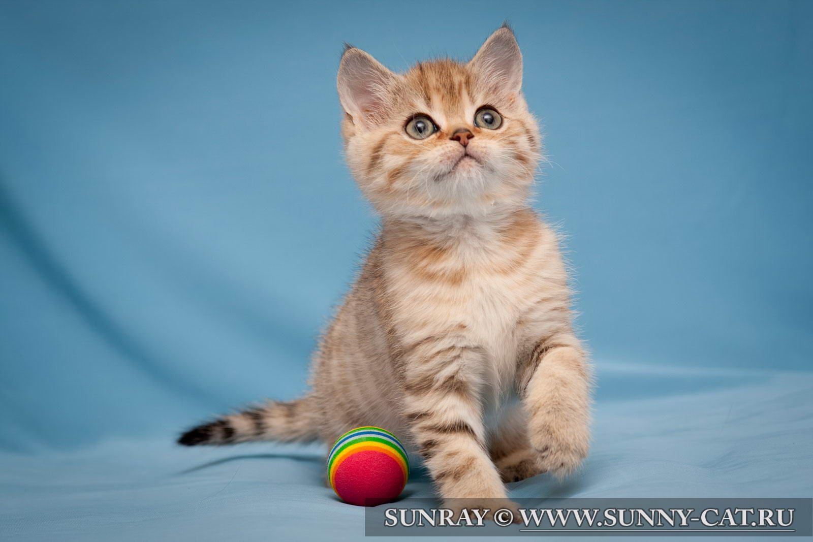 Котенок мальчик британский короткошерстный (британец) черный золотой ...