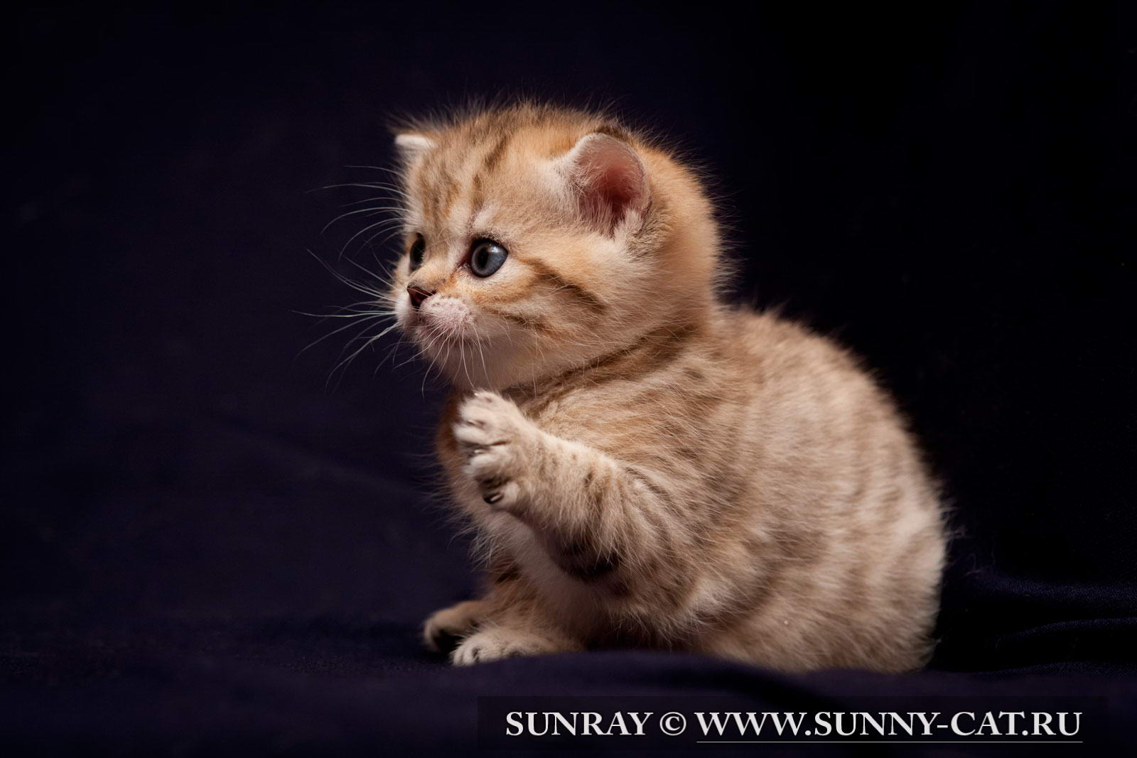 Котенок мальчик британский короткошерстный (британец) черный золотой ...