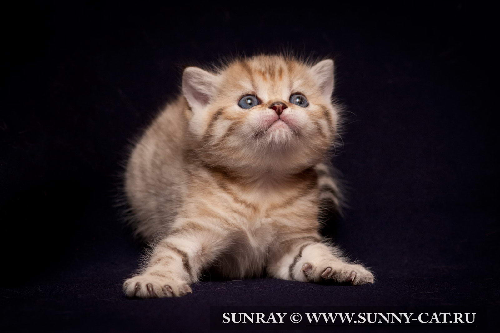 Котенок мальчик британский короткошерстный (британец) черный золотой ...