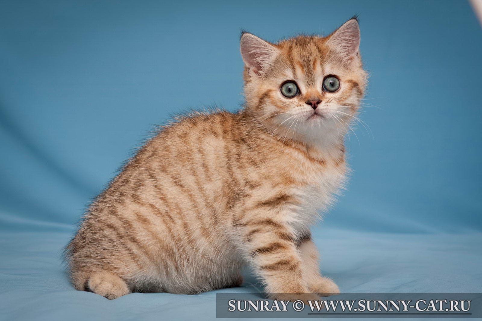 Котенок мальчик британский короткошерстный (британец) черный золотой ...