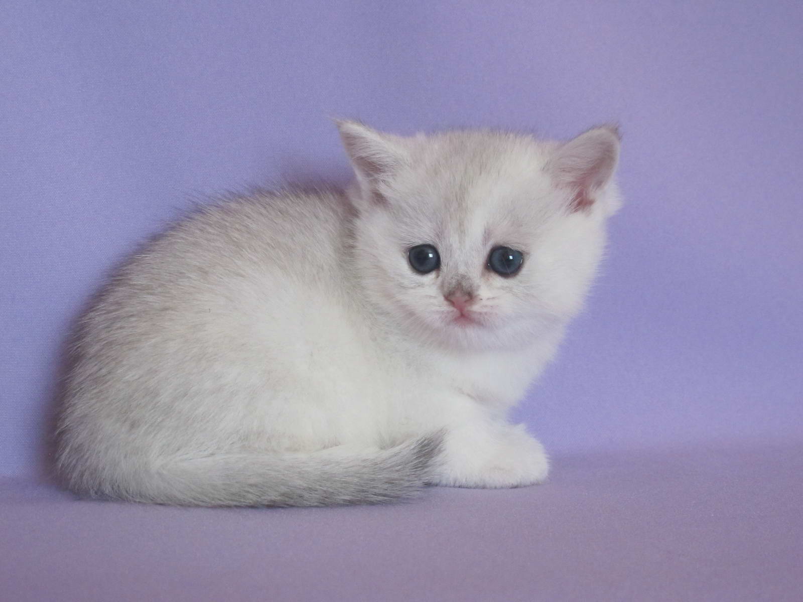 Kitten Girl British Shorthair Black Silver Shaded Raya Age 1