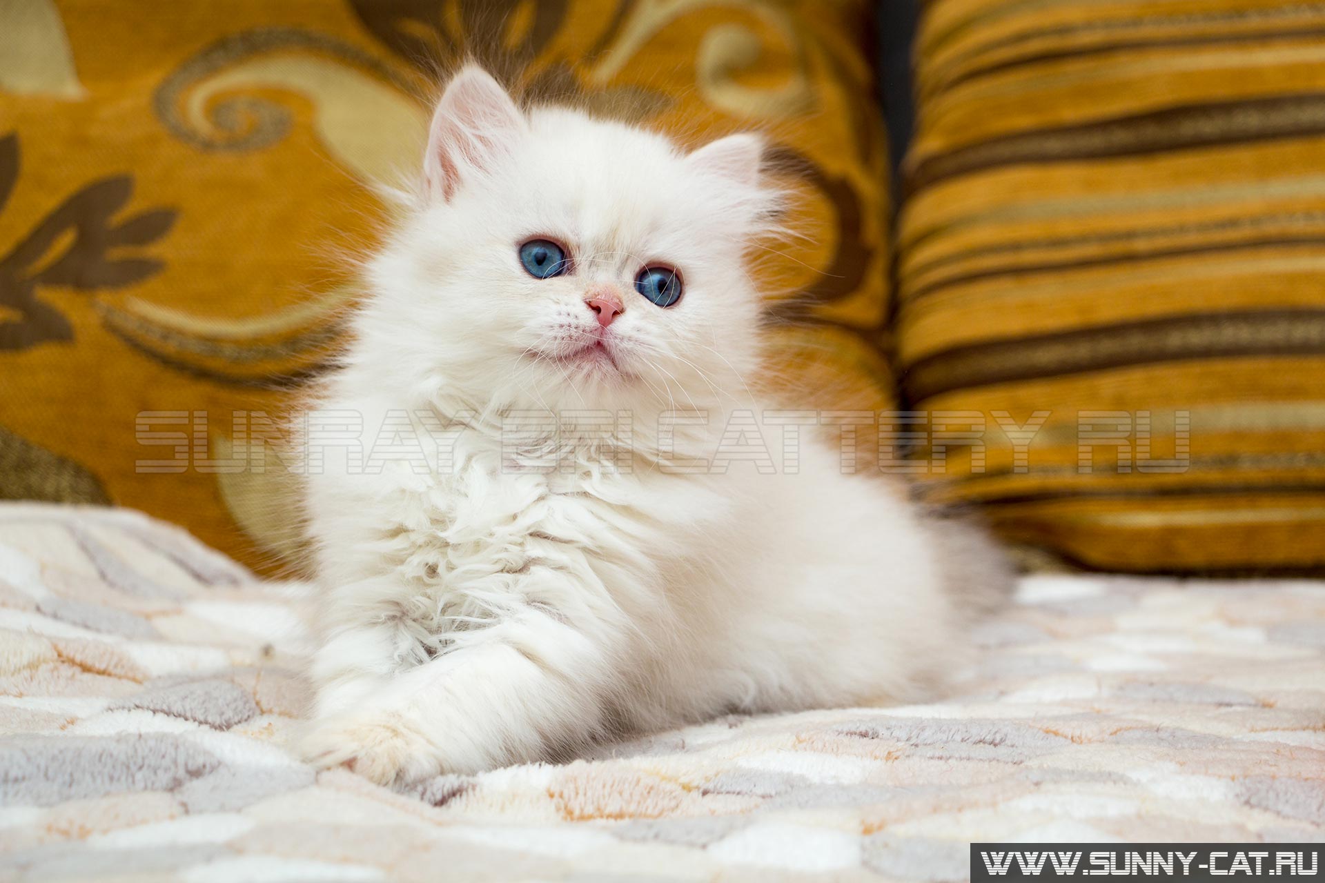 Kitten Boy British Longhair Black Golden Shaded Pointed Ivan Age