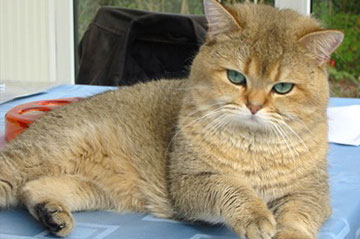 The Female Cat British Shorthair C Flora Sazo K S Ru Color Black
