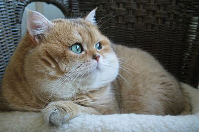 The Female Cat British Shorthair Zlata Sunray Color Black Golden