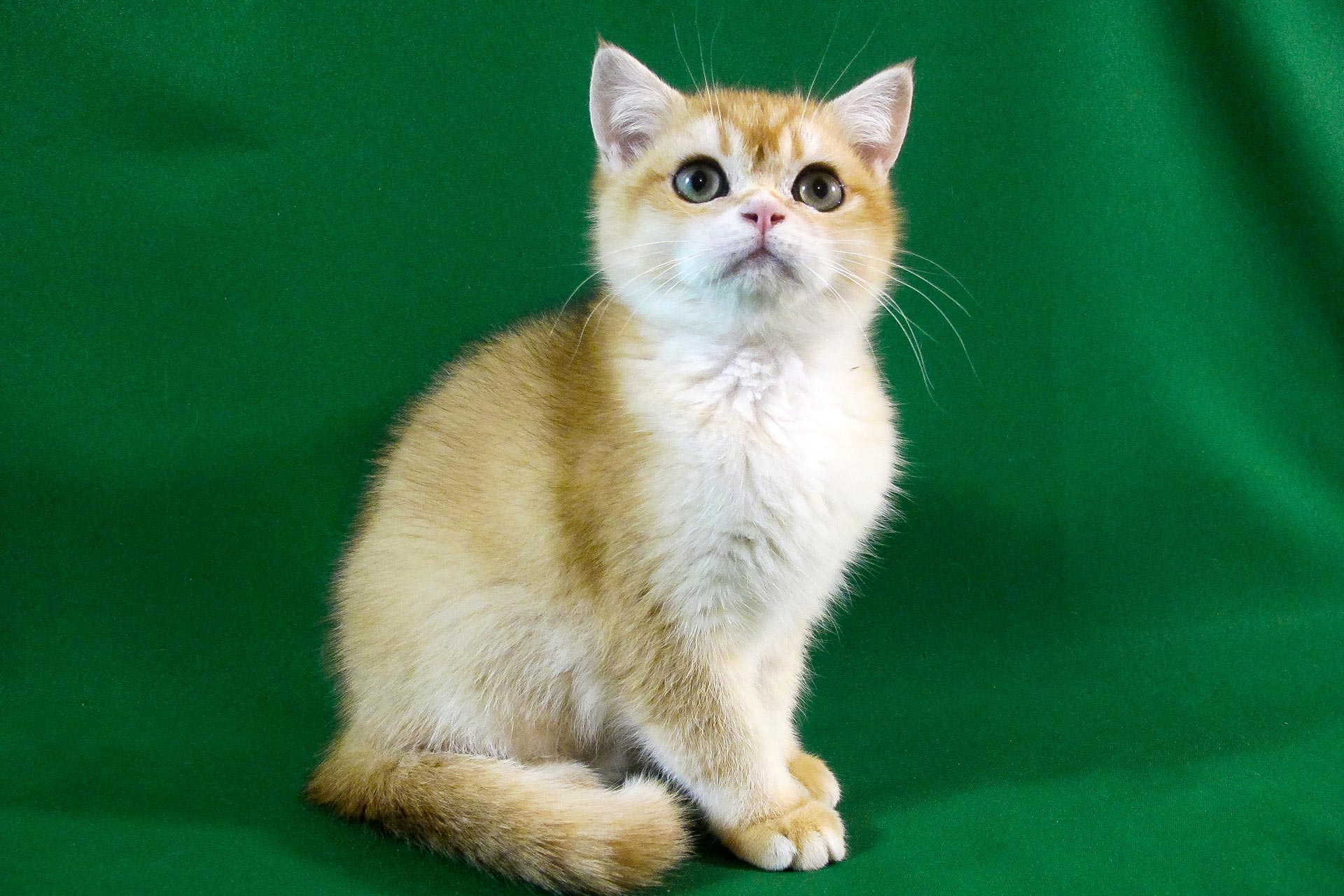 2 months in cat years