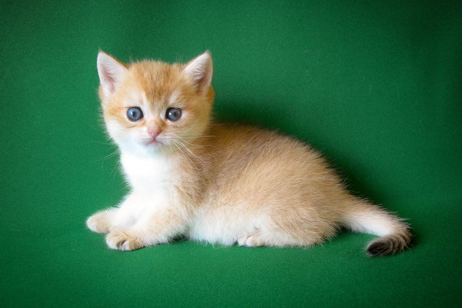 British Shorthair Kitten Cliff Sandy Sunray 1288 Sunray