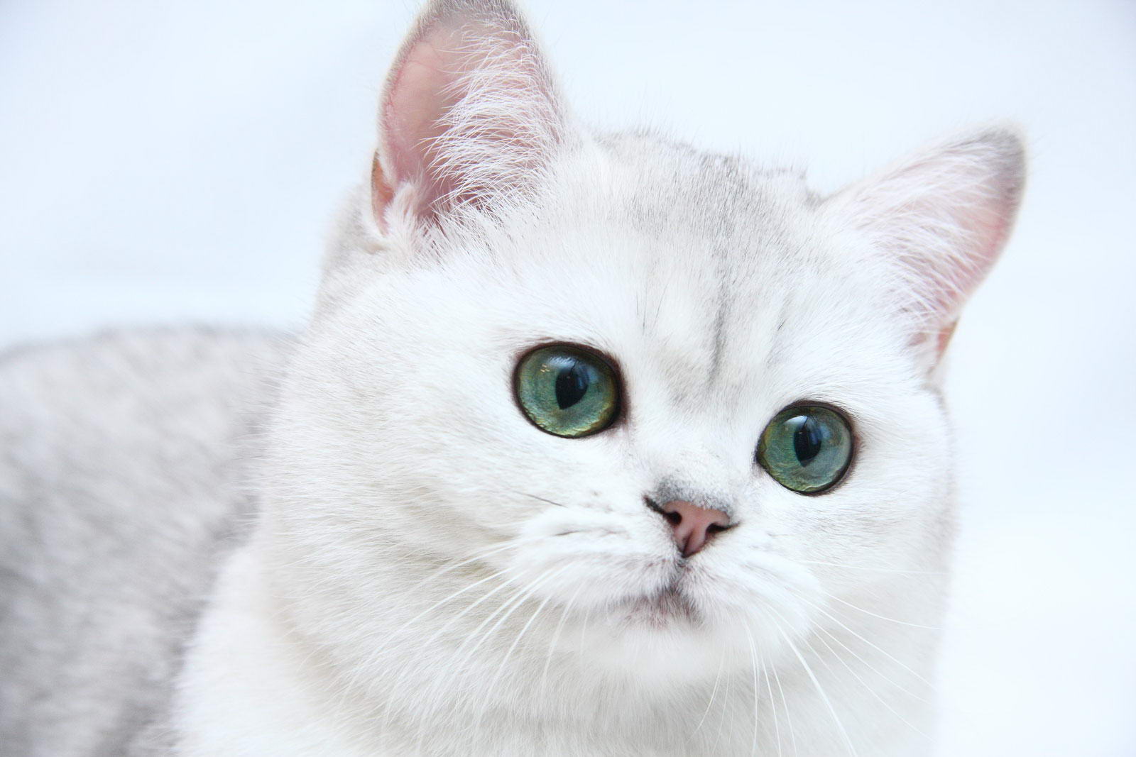 белая британская кошка фото онлайн белая британская кошка фото