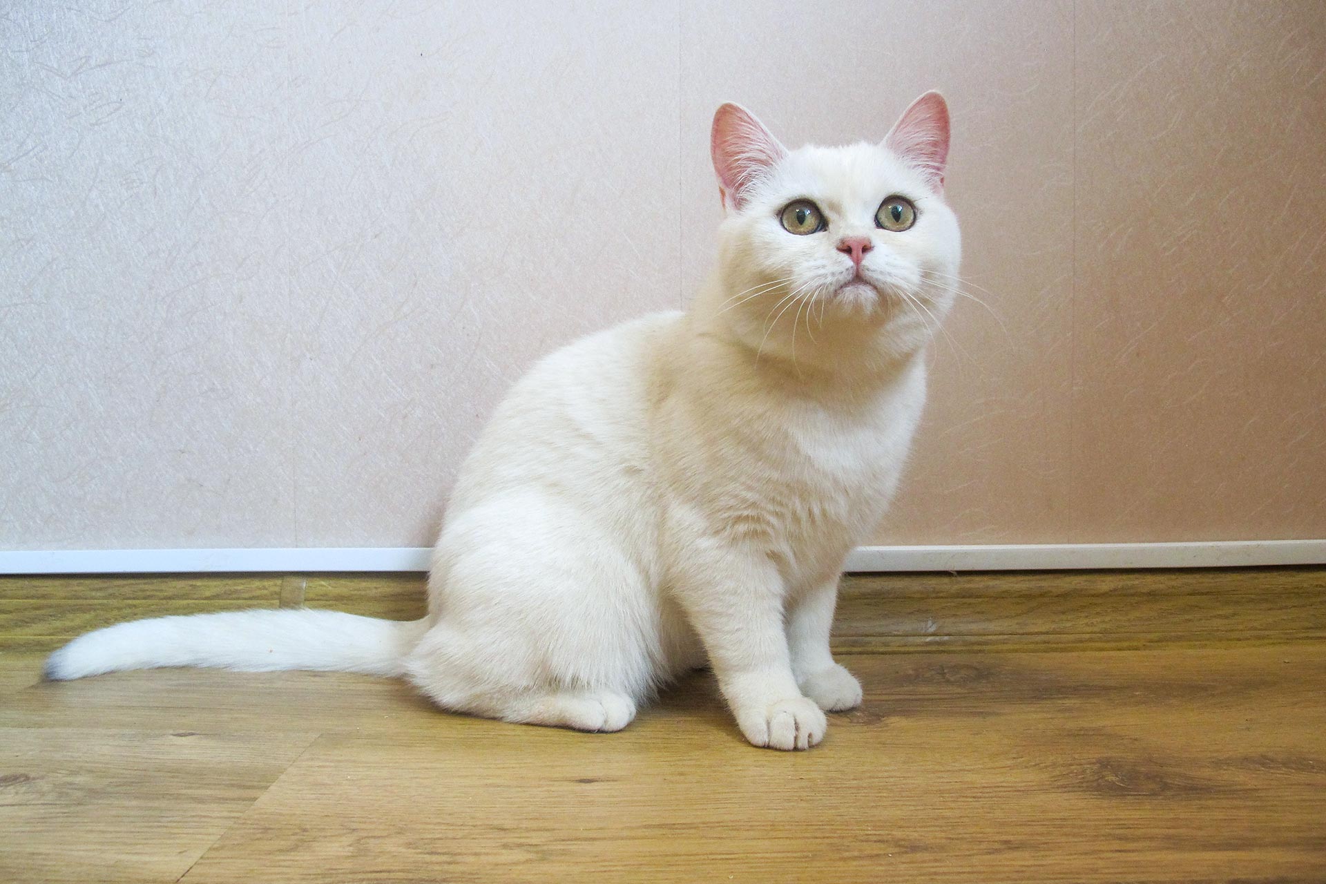 Kitten Girl British Shorthair Black Silver Shaded Dasha Snow Age