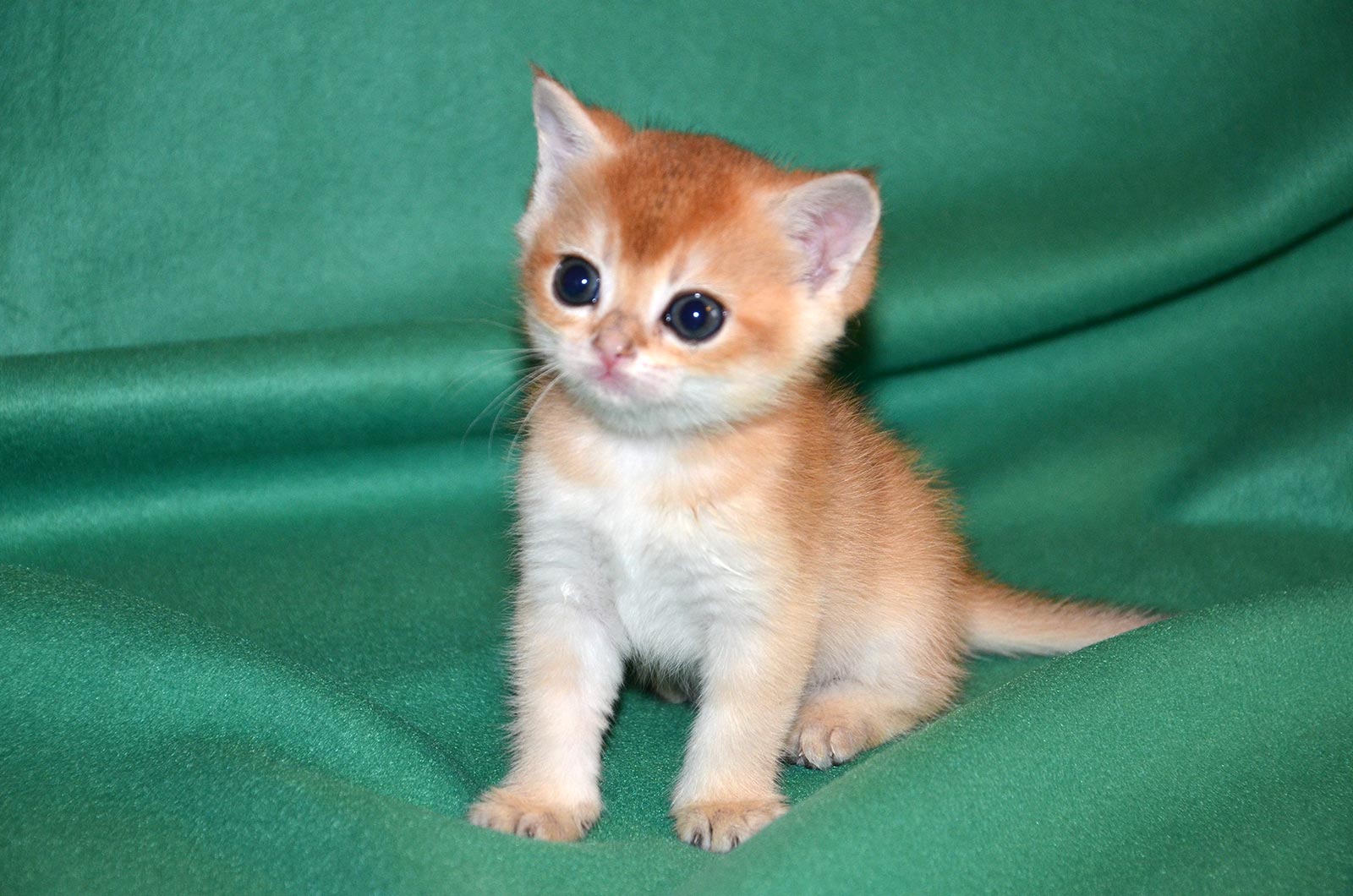 Kitten Boy British Shorthair Black Silver Shaded Finist Age 1