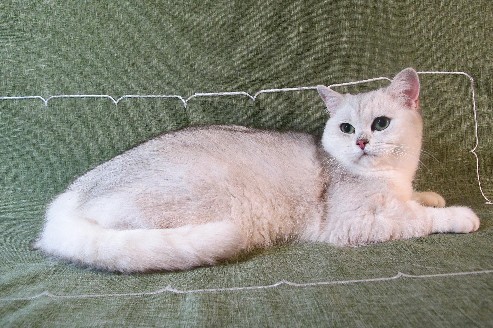 Gentle Names For Lilac British Shorthair Bri Male Cats Starting