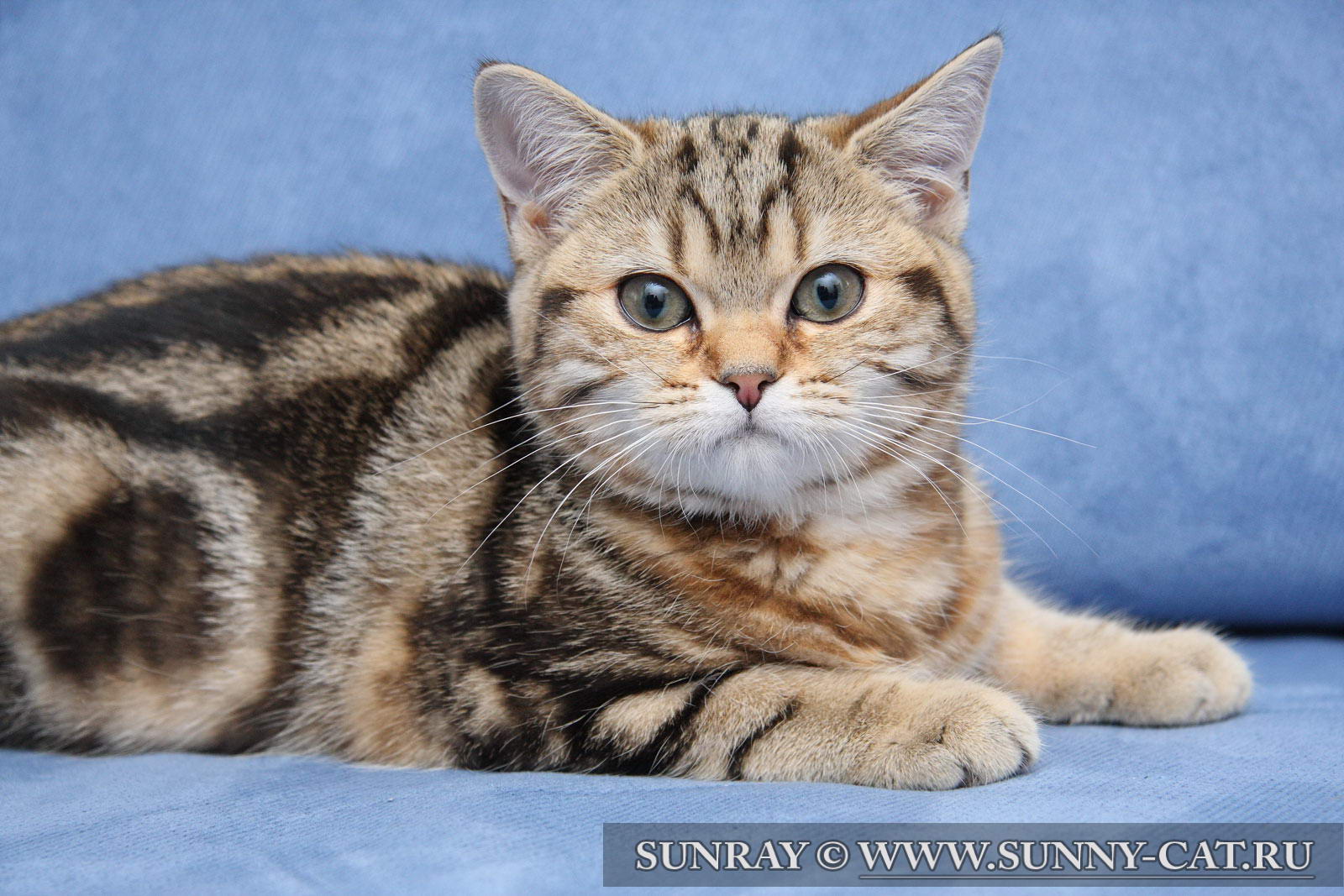 Кошка британская короткошерстная (британка) черная золотая мраморная ...