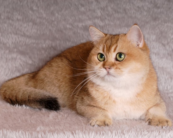 The Female Cat British Shorthair Natalyland S Silver Bijou Color