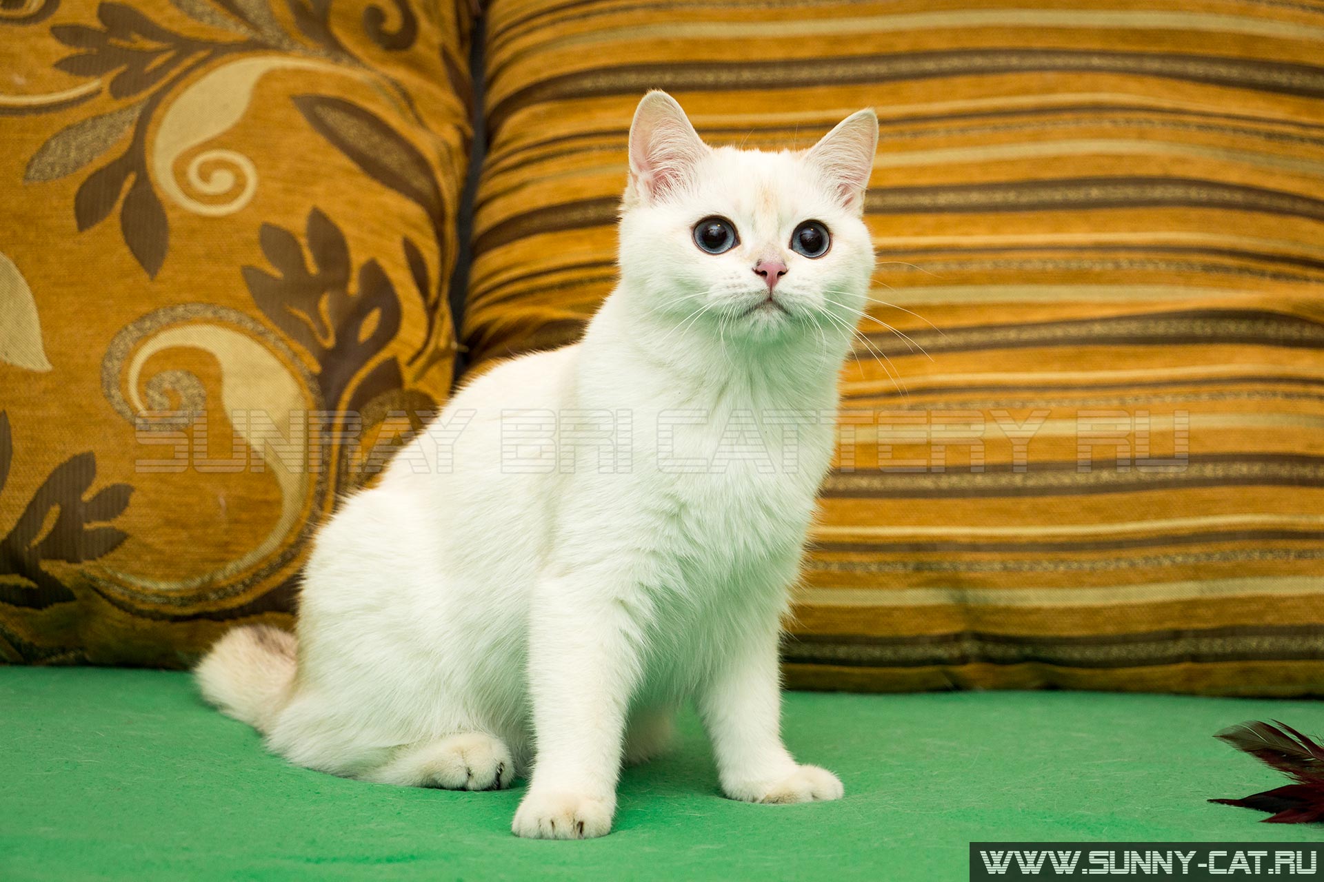 Interesting Names For Lilac British Shorthair Bri Male Cats