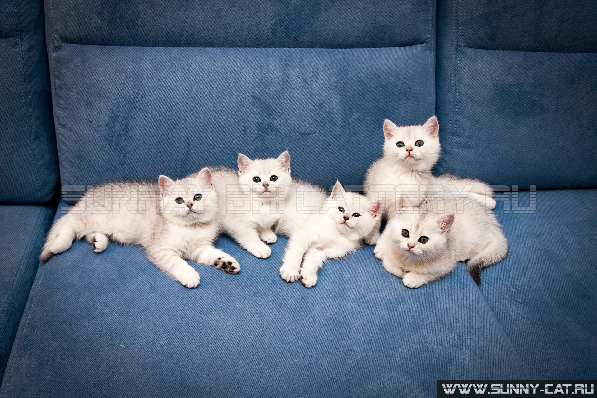Five White Silver Ns 11 Little British Shorthair Kittens Lie