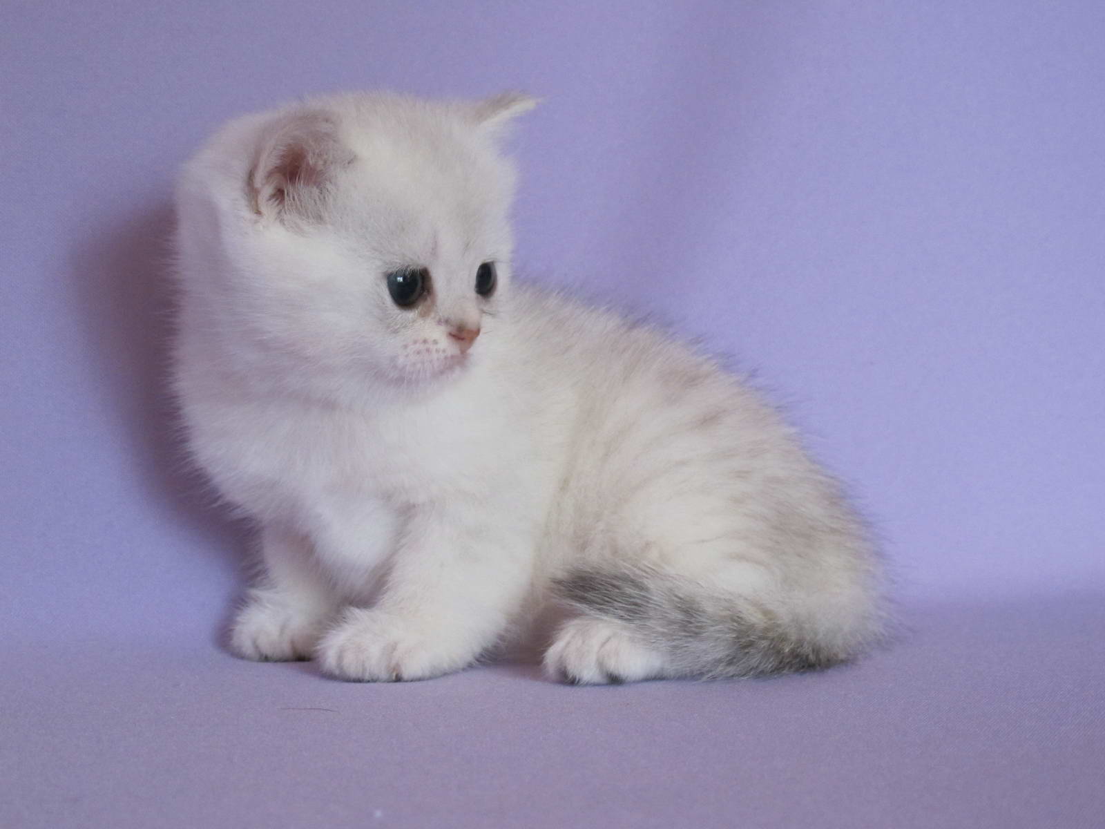 Питомник британских кошек «SunRay» в Москве