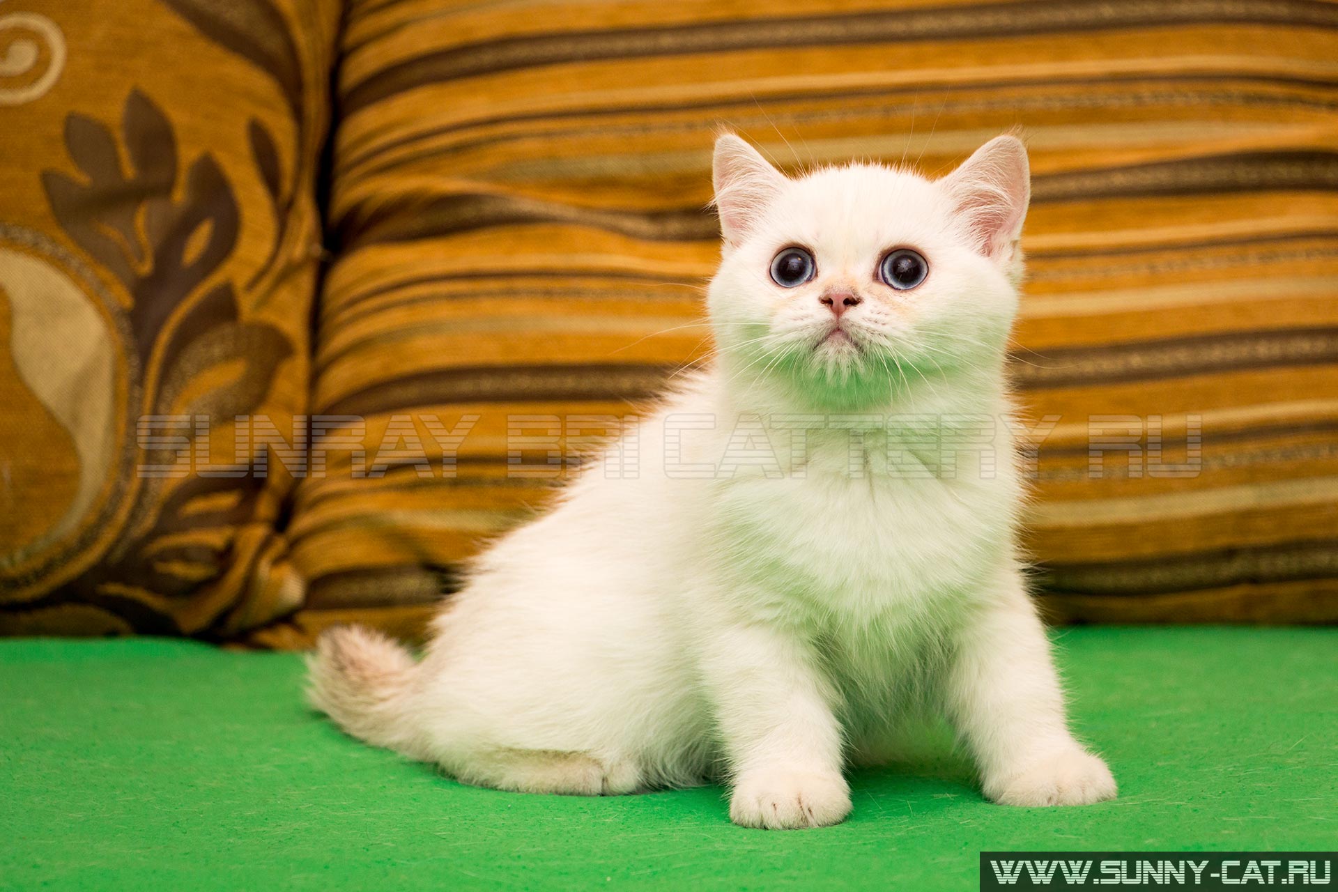 Kitten Boy British Shorthair Black Golden Shaded Pointed Justin