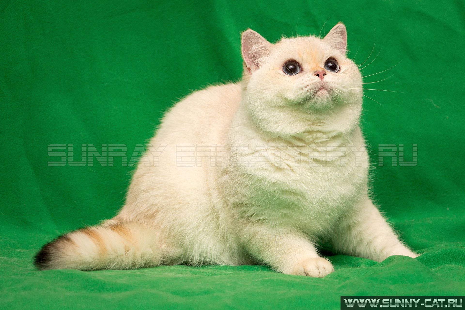 Blue Point Siamese Society Exhibitions In The 2018 Sunray