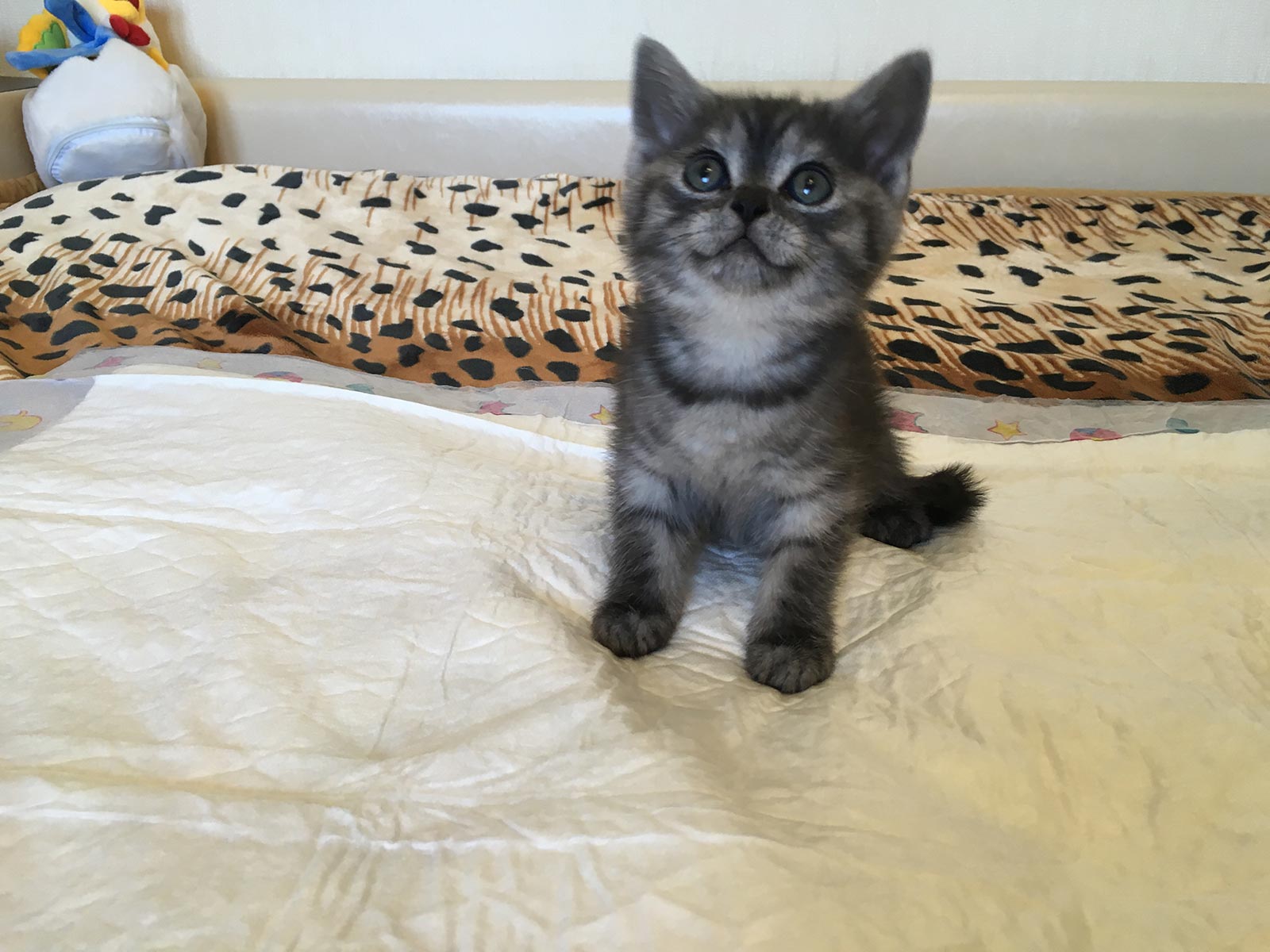 black smoke british shorthair