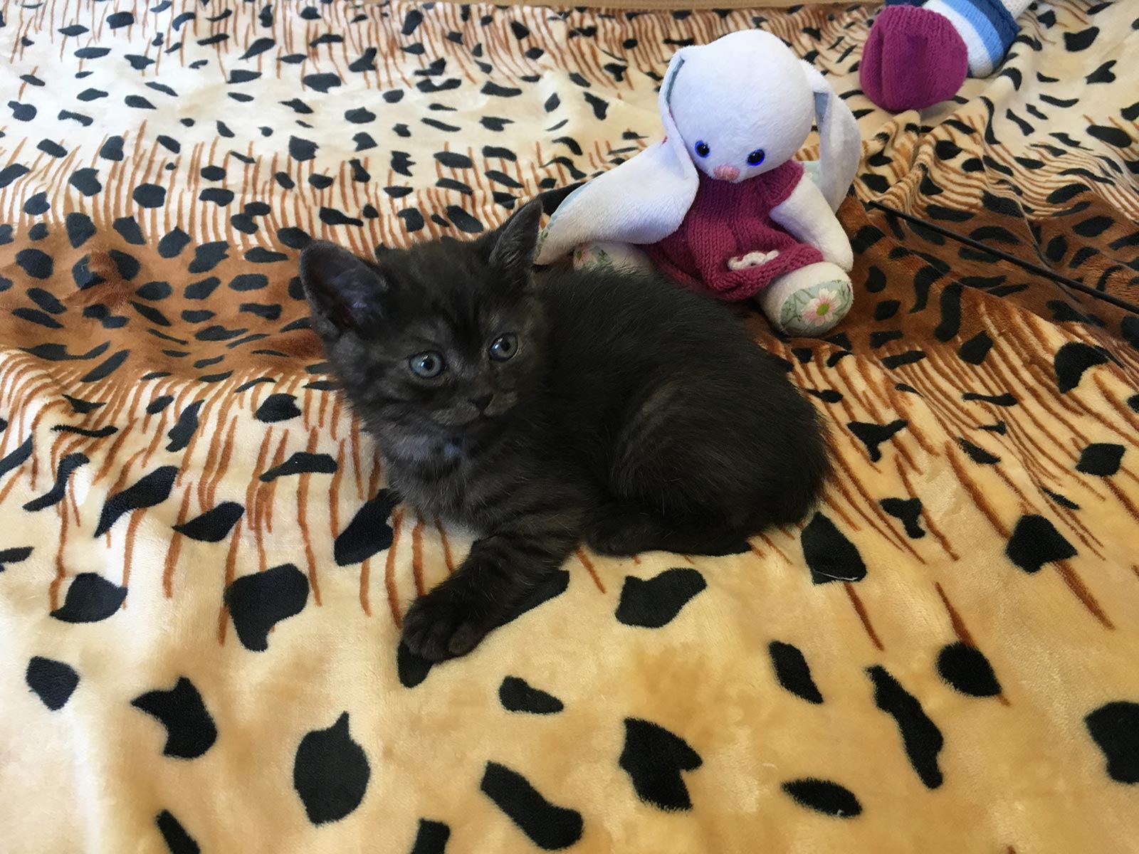 black smoke british shorthair kittens for sale