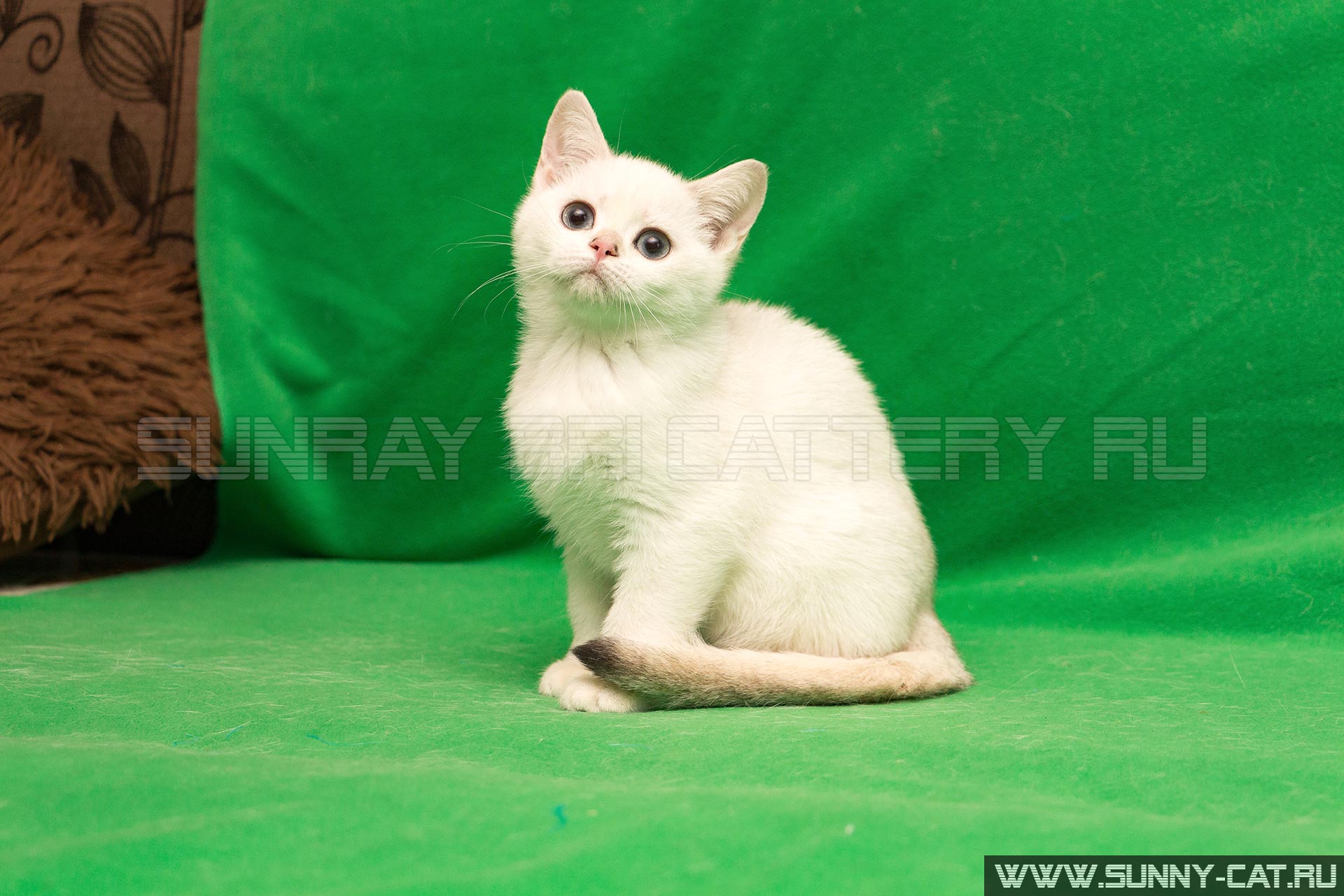 The Oriental Shorthair Cat Association Of Nz Inc Banners For