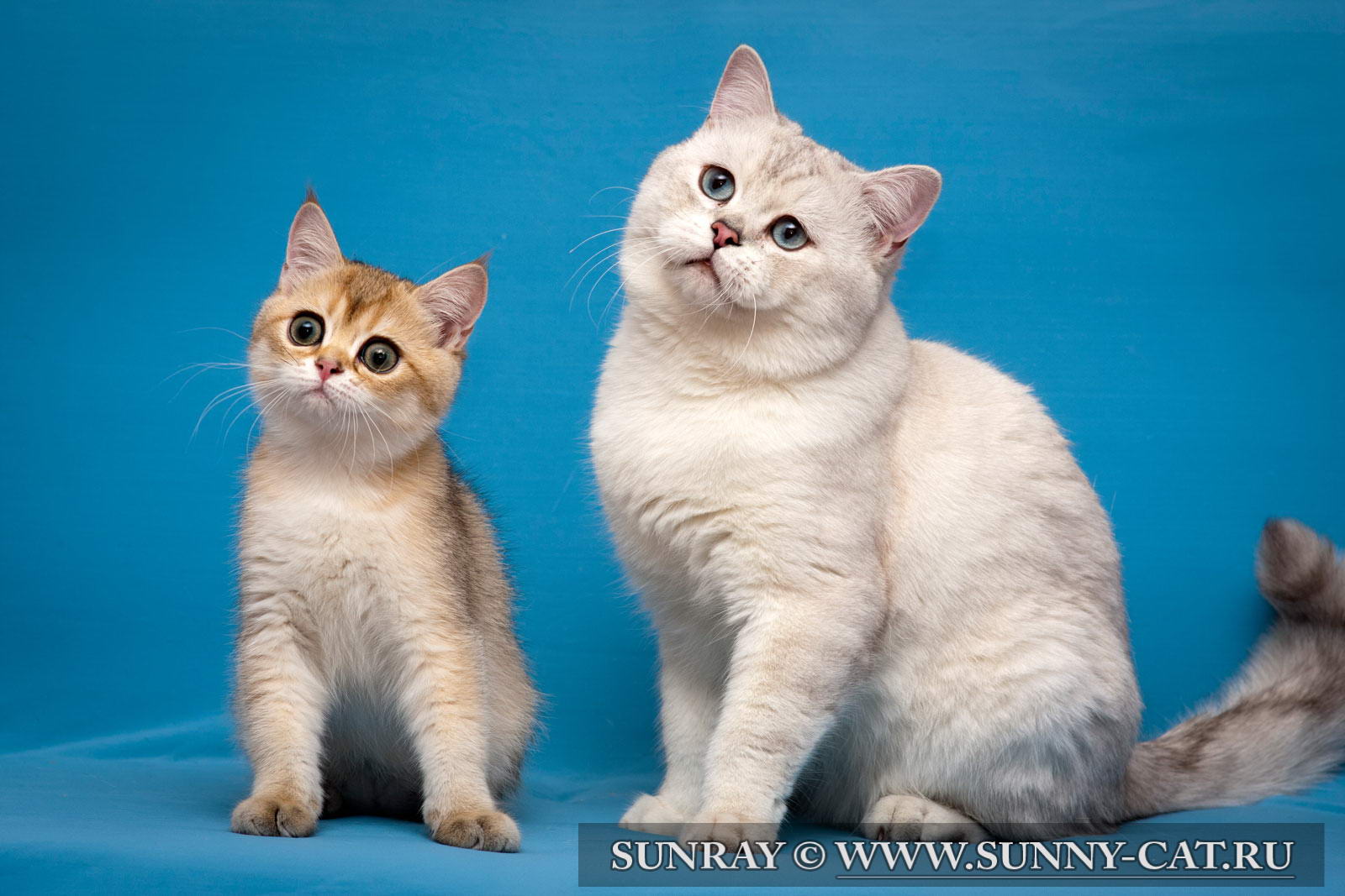 Британская кошка. Стандарт британской породы кошек. - Статьи о кошках ...