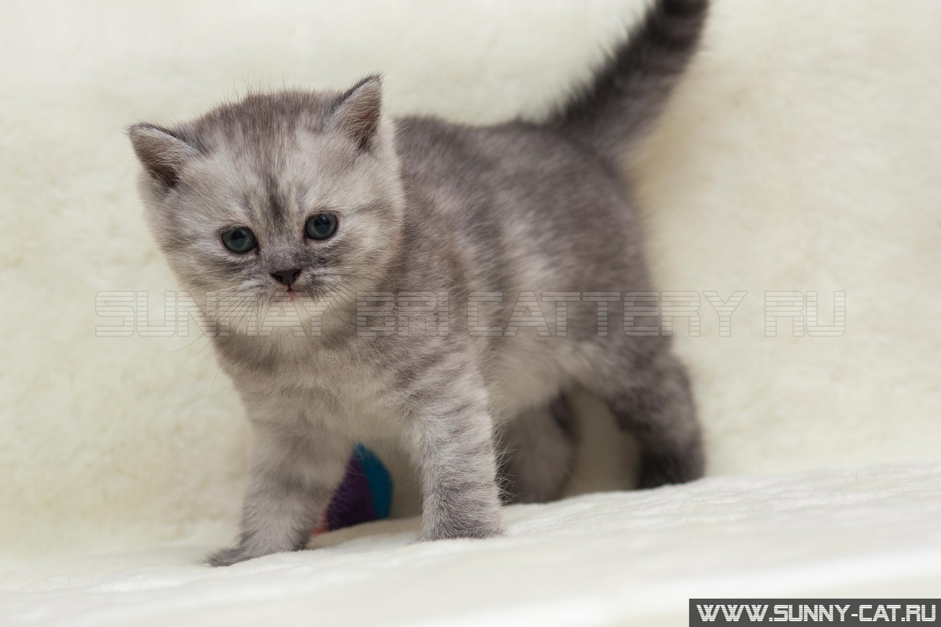 Котенок мальчик британский короткошерстный (британец) черный ...