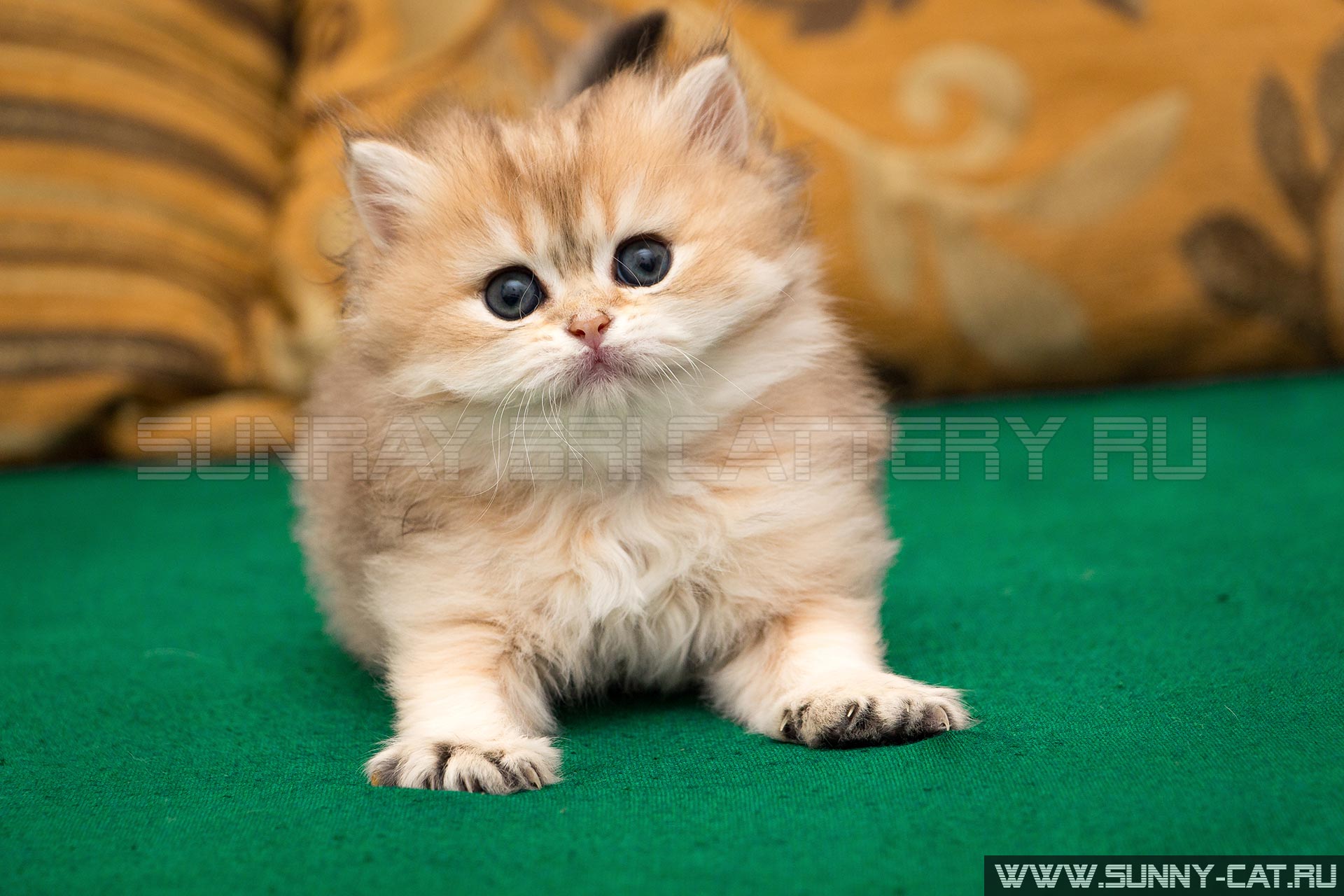 british longhair cat