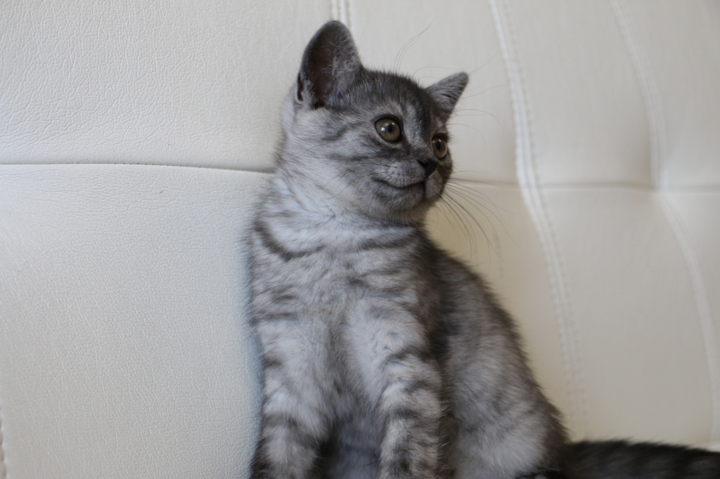 Kitten Girl British Shorthair Black Smoke Lora Photo Of Cats
