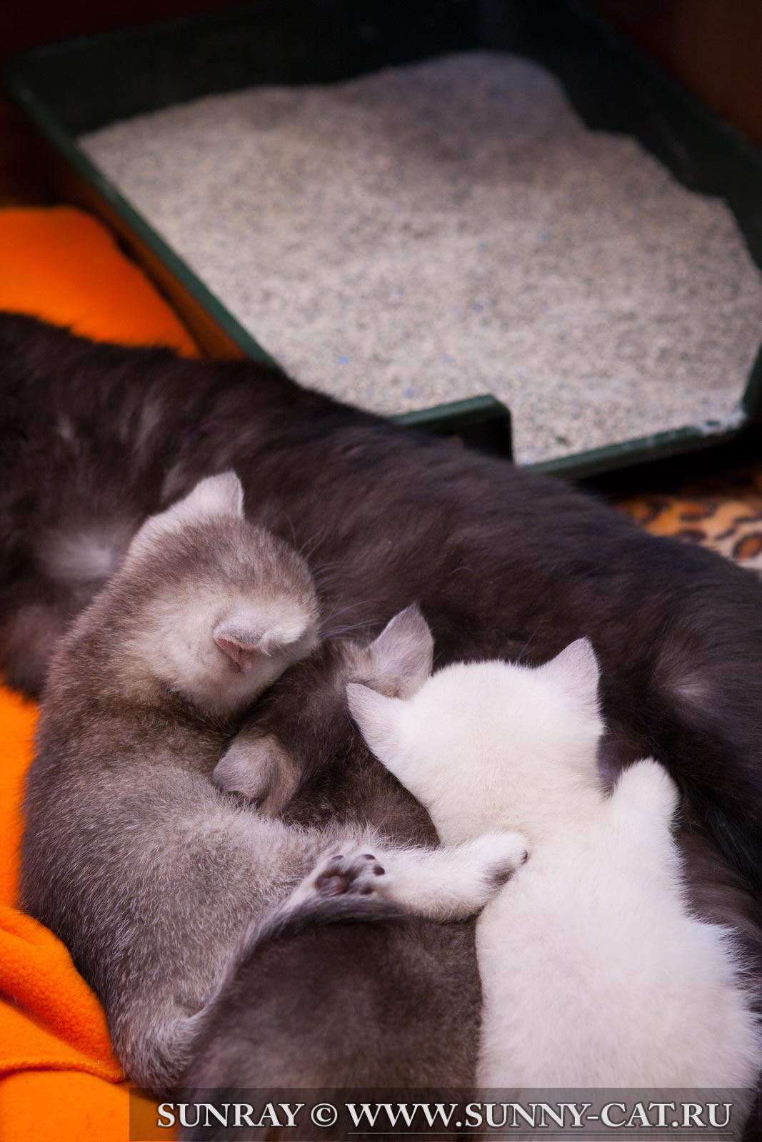 Как приучить котенка к лотку: 8 шагов 71 Как приучить котенка к лотку: 8 шагов 70