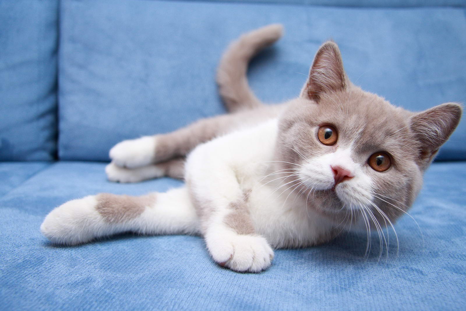 Kitten Boy British Shorthair Lilac Bicolour Olivius Grand Photo