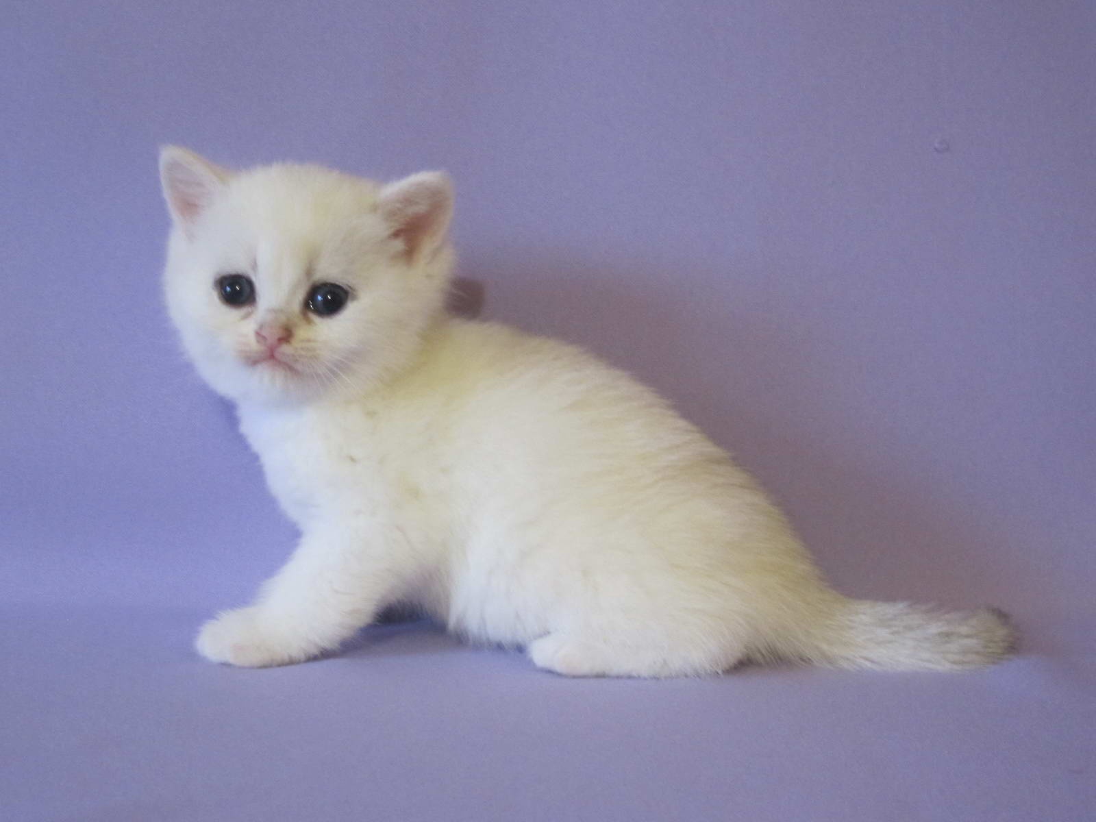 British Shorthair Kitten Penny Mild Sunray 1196 Sunray