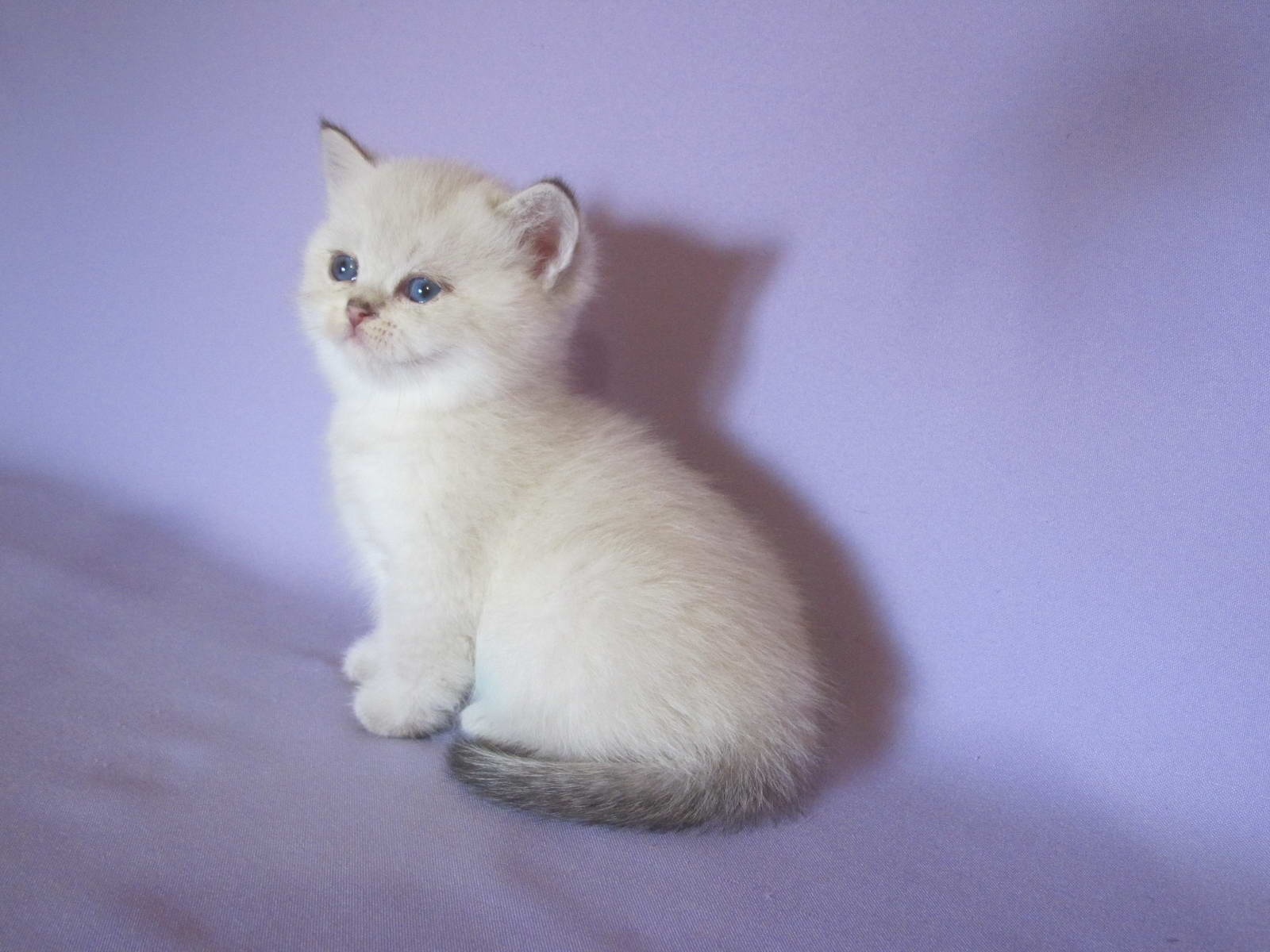 British Shorthair Kitten Pepa Snowy Sunray 1200 Sunray