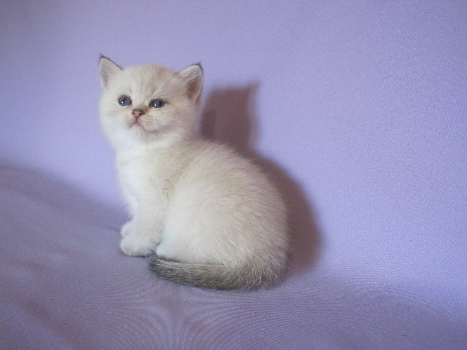 Kitten Girl British Shorthair Black Golden Shaded Pointed Pepa