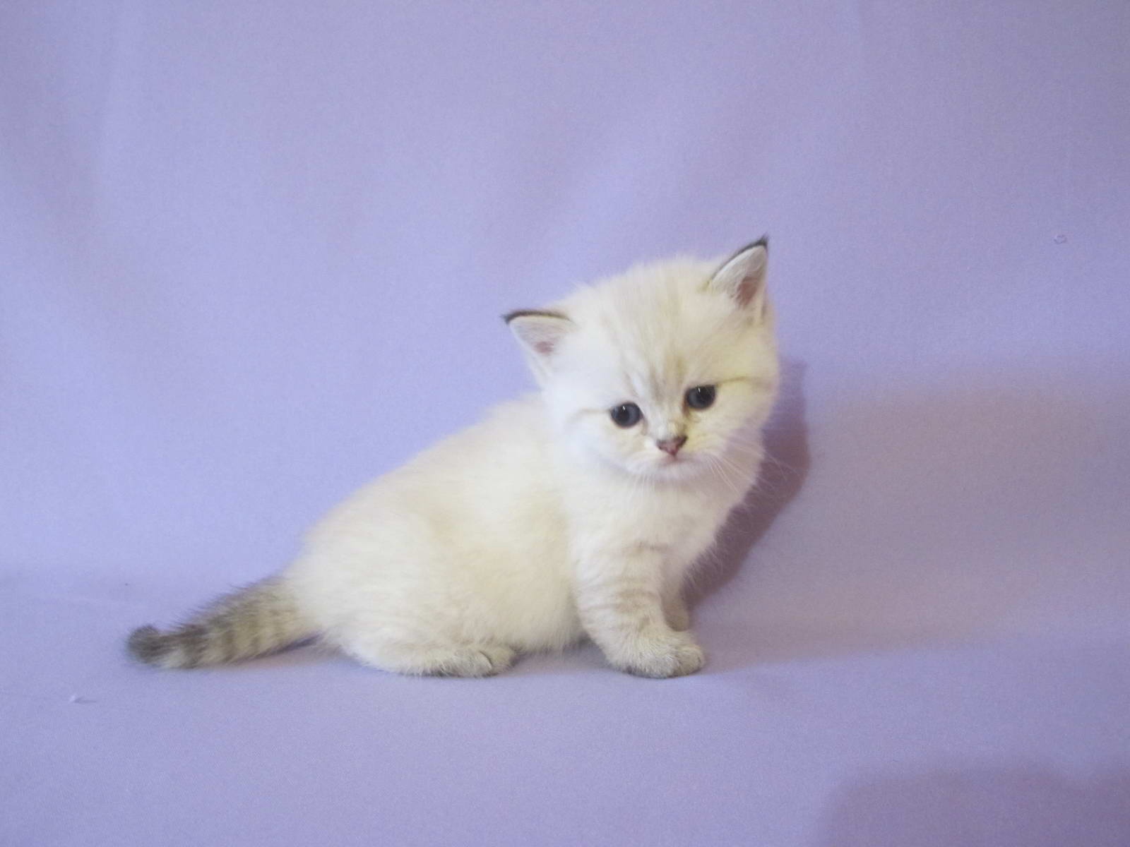 Kitten Girl British Shorthair Black Silver Tabby Pointed Peppi